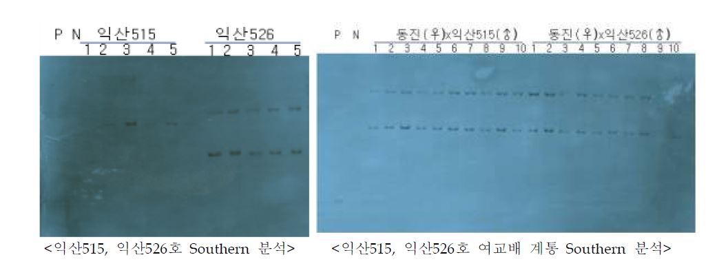 그림 3. 익산515와 익산526 여교배 BC1F2 계통의 Southern 분석