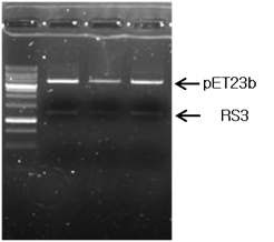 그림 1-1. pET23b expression vector에 클로닝된 RS 유전자단편을 확인한 사진.