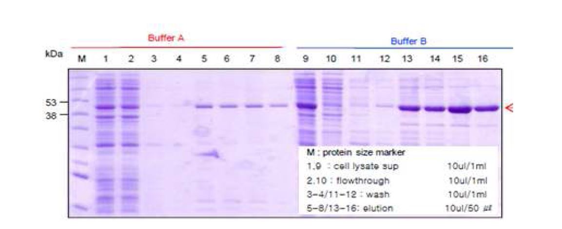 그림 1-2. E. coli에서 RS단백질을 분리하는 과정상의 단백질분액의 SDS-PAGE 결과