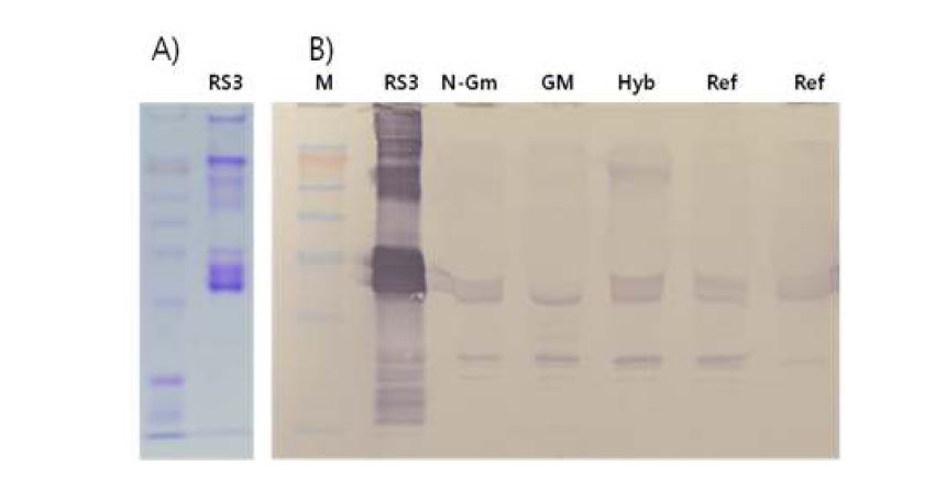 그림 1-5. RS 항체를 이용한 western blot 분석