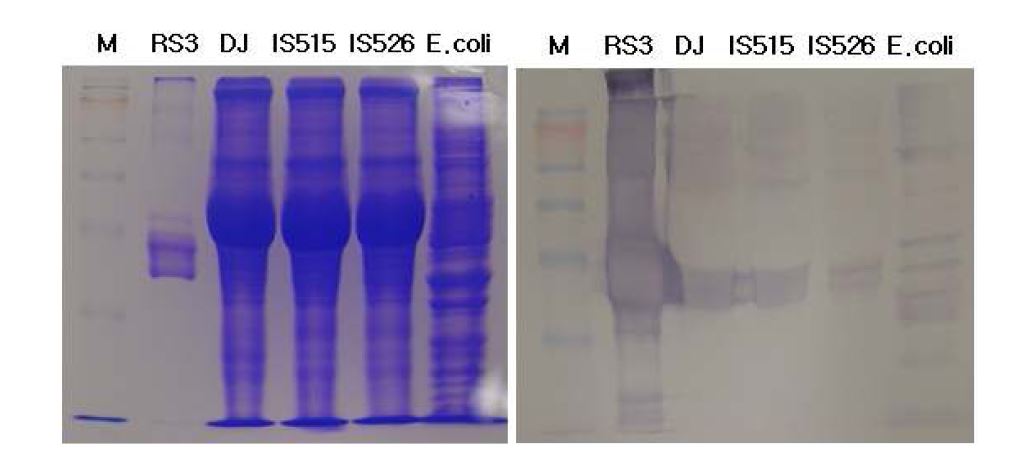 그림 1-6. 항체를 이용한 익산515호 및 익산526호의 western 분석 결과.