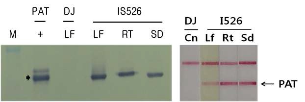 그림1-8) 선발마커 PAT 단백질의 western 분석결과