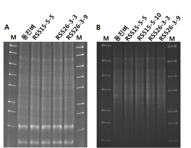 Fig. 1. 동진벼와 레스베라트롤벼 6월 근권토양 DGGE분석. A, V3 region; B, V9 region