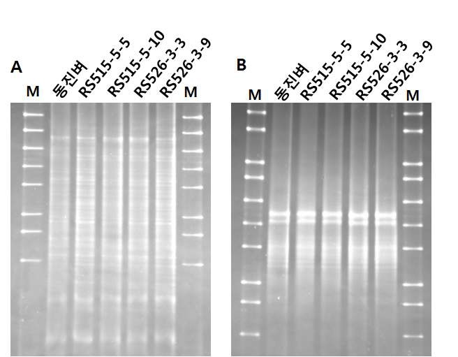 Fig. 2. 동진벼와 레스베라트롤벼 8월 근권토양 DGGE분석. A, V3 region; B, V9 region