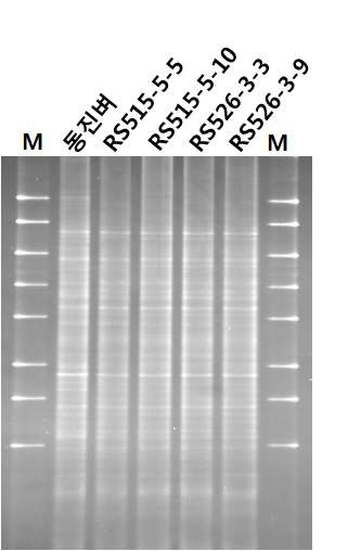 Fig. 3. 동진벼와 레스베라트롤벼 10월 근권토양 DGGE분석