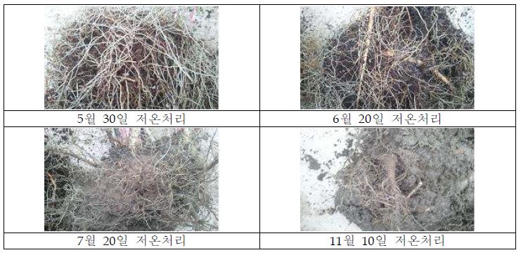 그림 6. 저온 처리시기에 따른 뿌리발생 특성