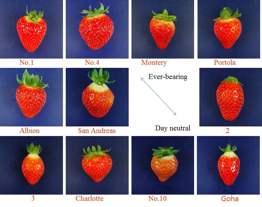 그림 5. 여름딸기 11가지 품종의 과실형태.