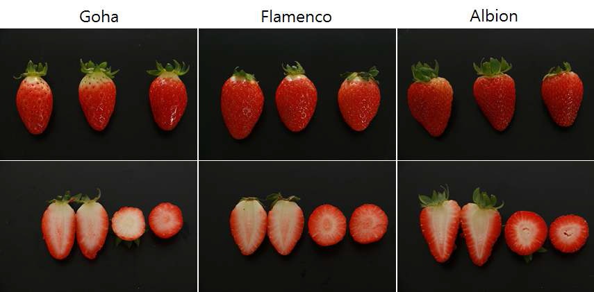 그림15. 주요 여름딸기 품종의 과실형태