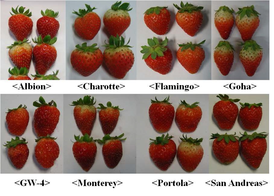 Fig. 1. Fruit appearance of eight cultivars of everbearing strawberry grown on high land (780 m above sea level) in Gangwon province in 2011.