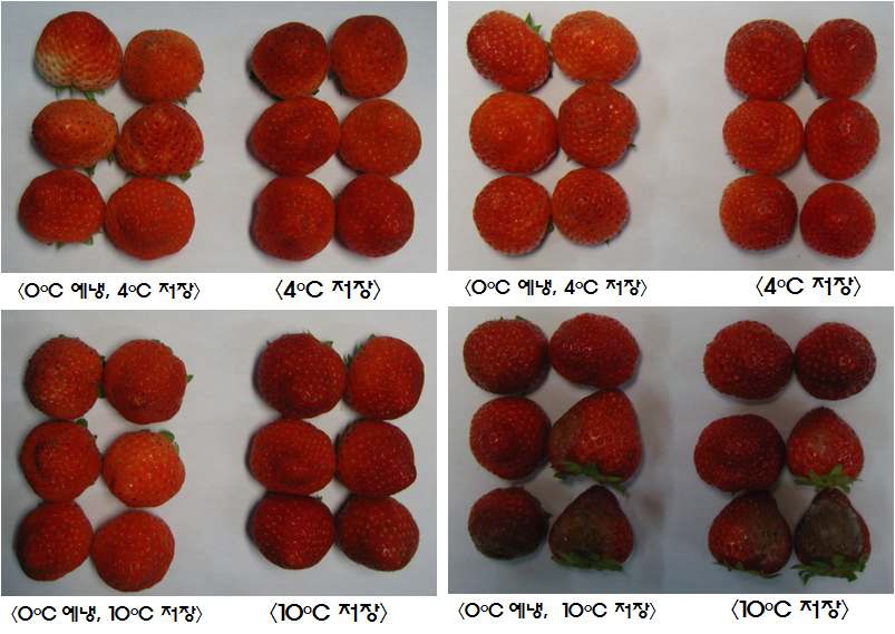 Fig. 5. Effect of precooling on the fruit appearance of everbearing 'Charotte' strawberry followed shelf-life a day (left) and 3 days (right) after low temperature storage at 4℃or 10℃ for 7 days.