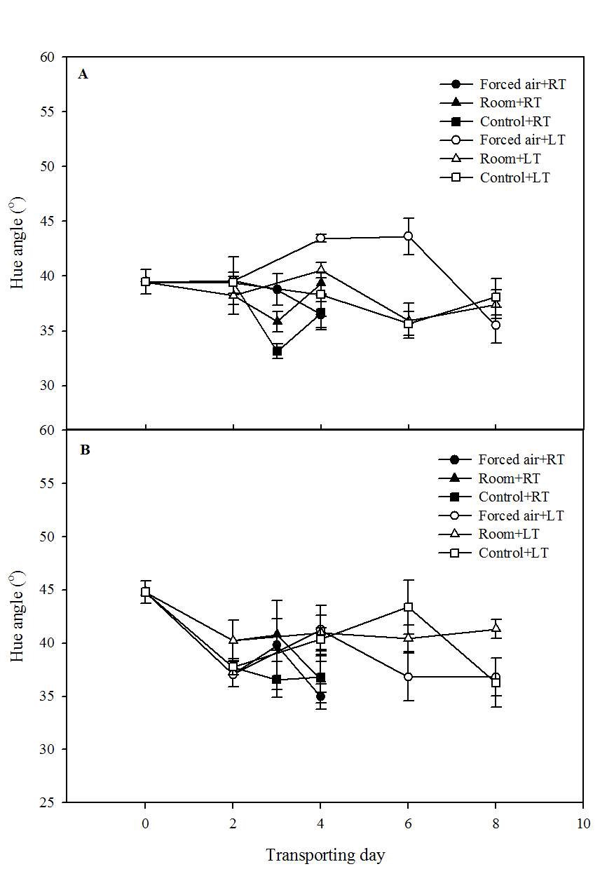 Fig. 6. Change in hue angle of fruitduring transporting at roomtemperature (20-25℃) or lowtemperature (8℃). A, Flamingo; B,Goha.