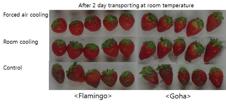 Fig. 9. Appearance of fruit after transporting at room temperature (20-25℃).