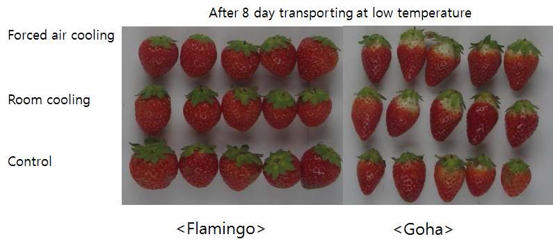 Fig. 10. Appearance of fruit after transporting at low temperature (8℃).