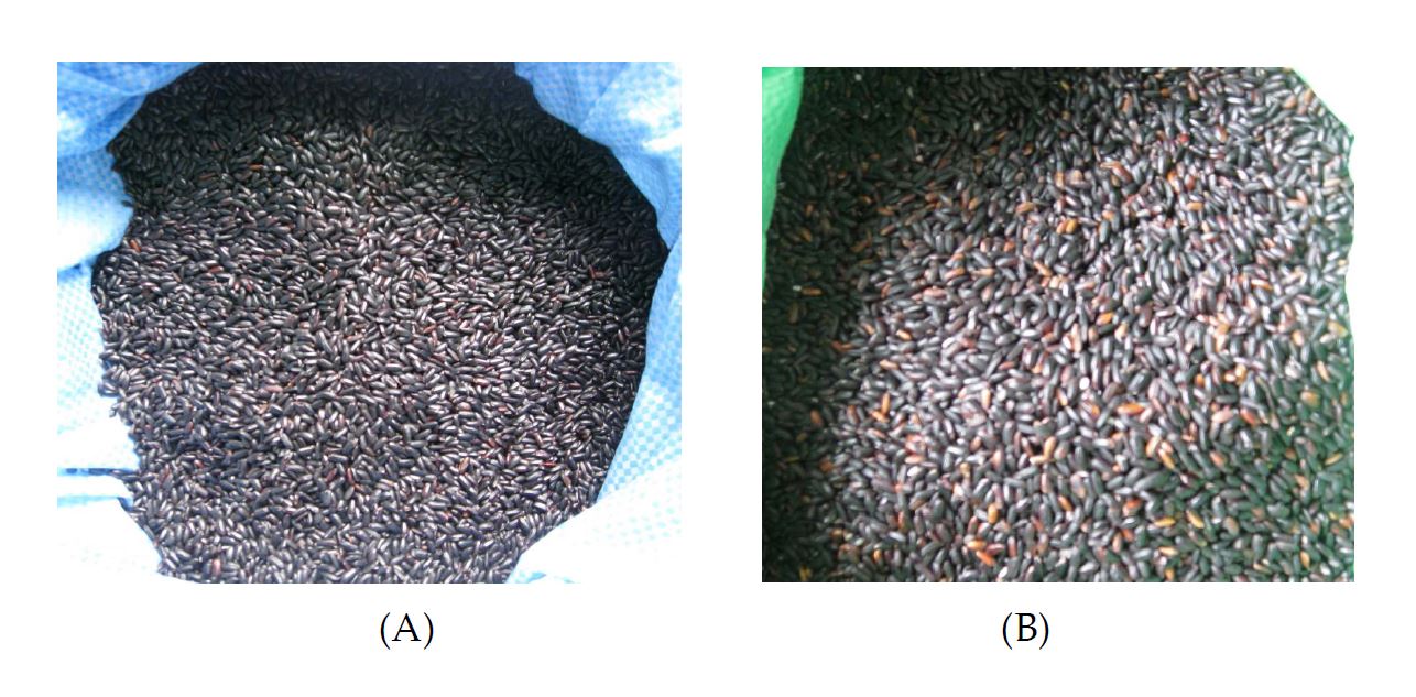 그림 1. 진도검정쌀 품종별 성상(A : 흑진주, B : 흑향미)