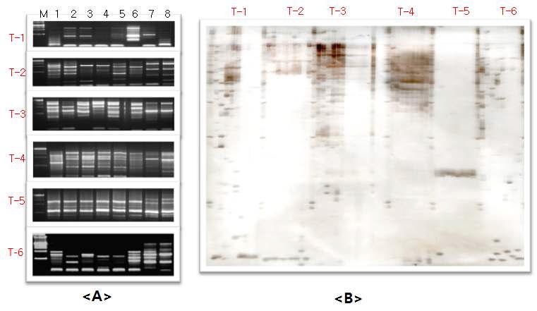 Figure 8. Example of SSR genotyping results from NGS data in agarose gel(A)and PAGE (B) analysis