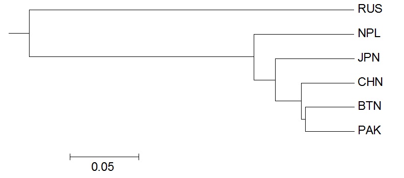 Figure 10. Phylogenetic tree of tataty buckwheat collection