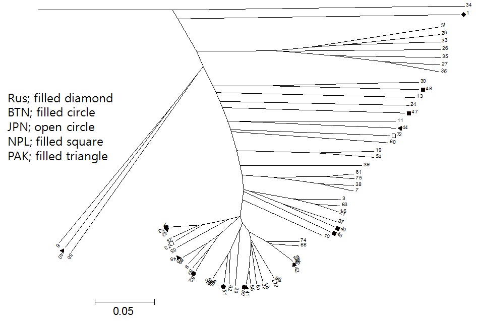 Figure 10. Phylogenetic tree of tataty buckwheat collection