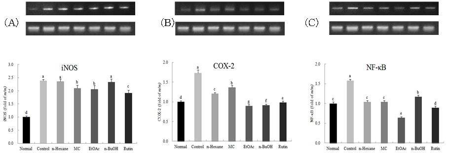 Figure 35. Effect of rutin and fractions from F . tataricum on mRNA expression ofiNOS (A) and COX-2 (B) and NF-κB (C) under LPS+IFNγ induced oxidativestress in RAW264.7 cell