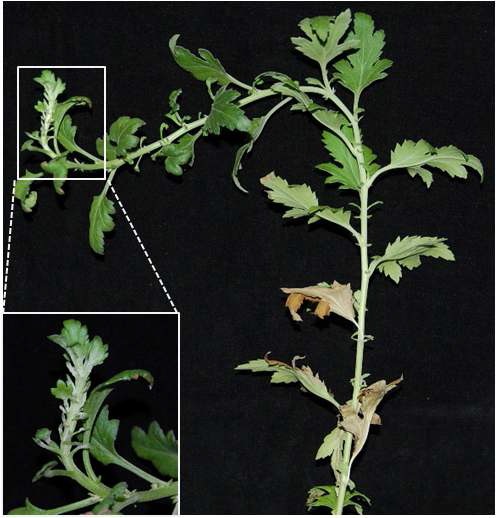 그림 4. 37±2℃ 정온조건에서 6주간 생육한 스프레이국화의 생육상태.