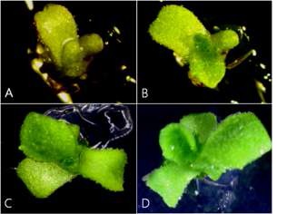 그림 19. 초저온처리한 국화 ‘화이트 엔디’ 생장점의 신초 재생 과정