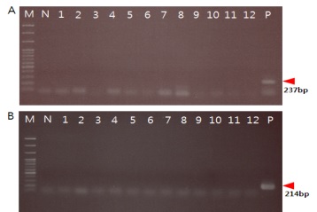 그림 21. CSVd에 감염된 국화 품종 ‘시크릿 핑크’의 초저온처리 후 RT-PCR 분석을 통한 CSVd 감염여부