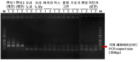 그림 25. 왜관 J농가의 국화 품종별 바이로이드 PCR 진단