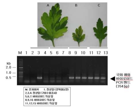 그림 27. 구미원예수출단지의 왜화바이로이드 감염 진단