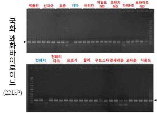 그림30. 수입 품종에 대한 2차 nested PCR 분석 결과