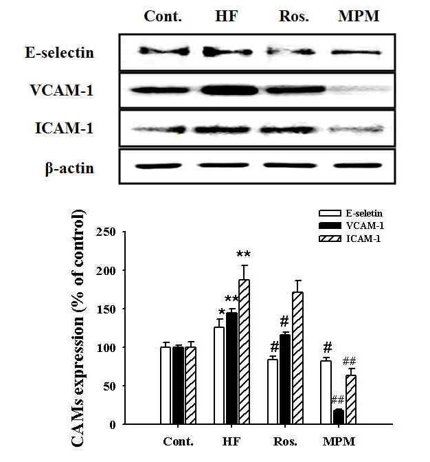 Fig. 2. Effect of MPM on cellular adhesion molecules expression in high fructose-diet rats.