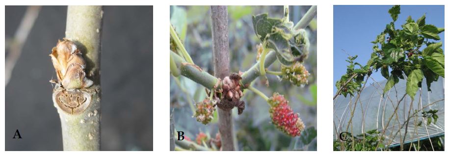 Fig. 3. Photos of forest damage of ‘Gwasang no. 2’ mulberry in Buan province in 2010.