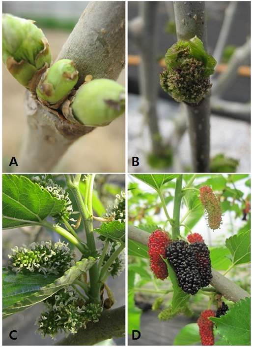 Fig. 2. Photos of fruit bearing branch with multiple bud (A), bud break (B), blooming (C), and maturing fruit (D) of ‘Gwasang no. 2’ mulberry