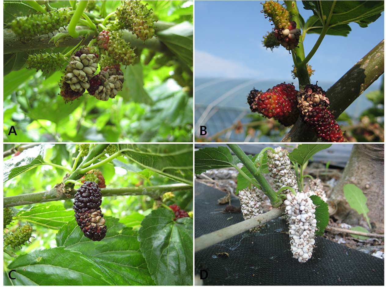 Fig. 3. Occurrence aspect of popcorn disease in mulberry