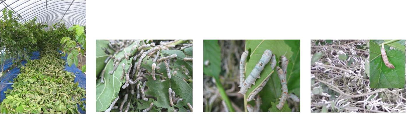 Fig. 1. Net installation for cultivation of silkworm (A) and silkworm (B~D) depending on developmental stages in vinyl house .