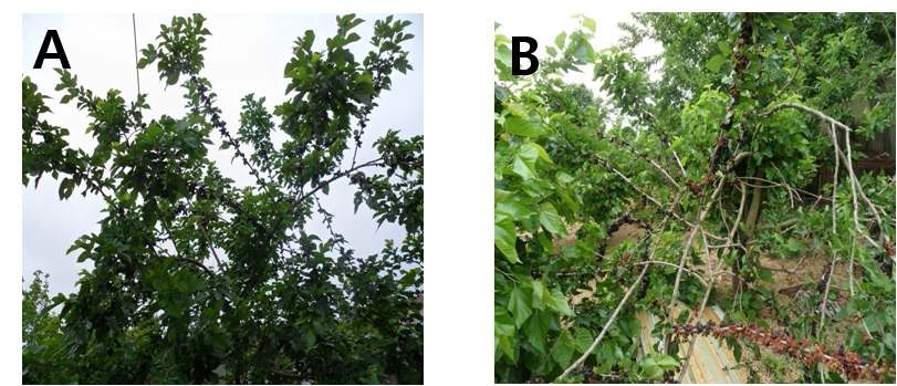 Fig. 1. Seedling Ⅰ (A) with hard fruit and seedling Ⅱ (B) with shot fruit bearing branch.