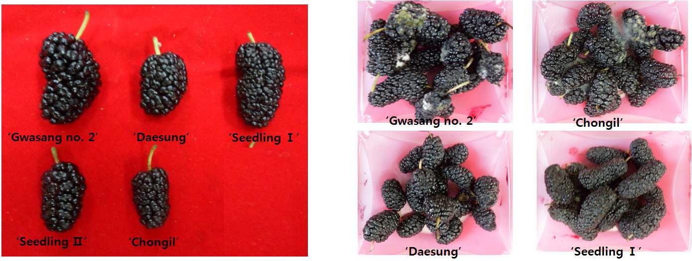 Fig. 3. Fruit condition of mulberry cultivars three days after room temperature storage.