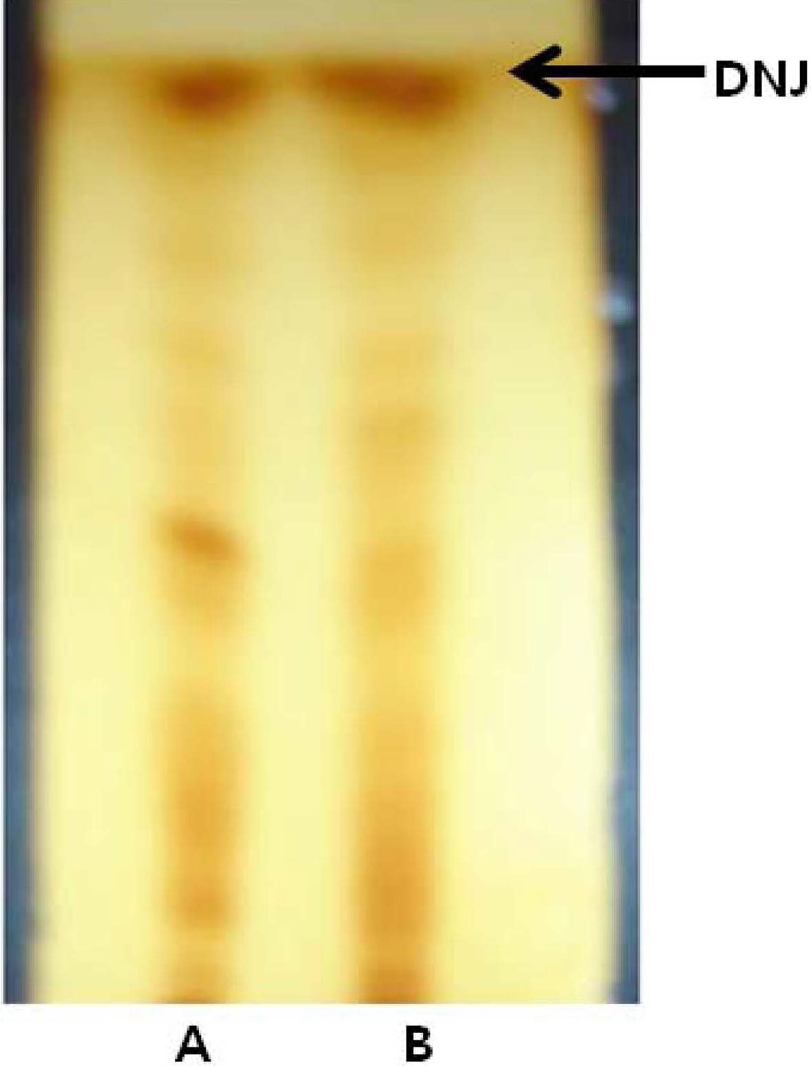 Fig. 1. DNJ contents by TLC analysis of piperidine alkaloid extracted from mulberry leaves non- and fermented by Lactobacillus plantarum TO-2100