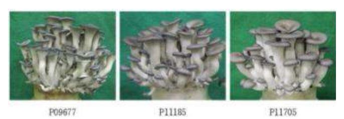 Fig. 3- 3. 장기저장성 우수선발계통