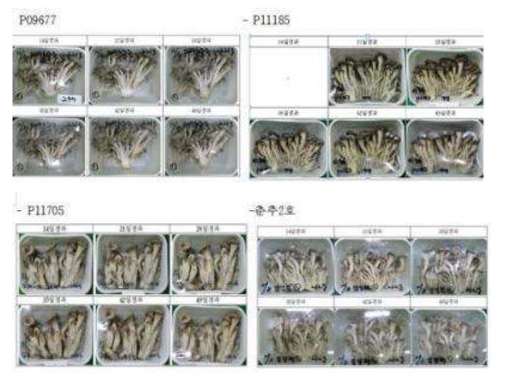 Fig. 3- 4. 장기저장성 생산력검정계통 저장상태 변화조사