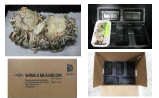 Fig 1-3. 수출용 느타리버섯의 포장 형태 Packaging of export of oyster mushroom