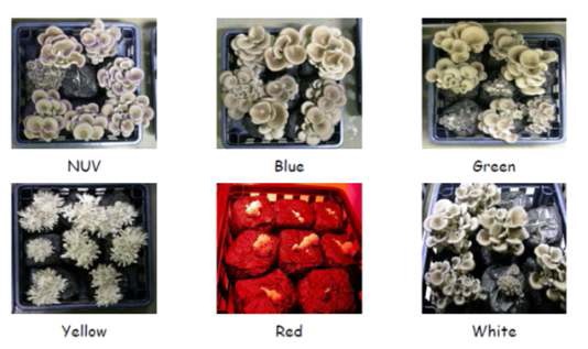 그림 1-5. 봉지 재배시 광질에 따른 느타리버섯 생육