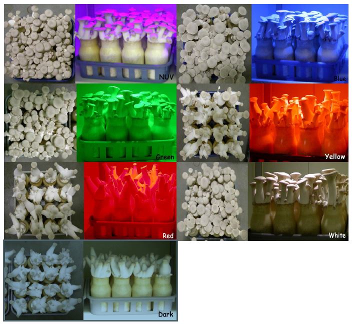 Figure 1-6. Fruit body development of P. eryngii grown under the LED light with different wave length