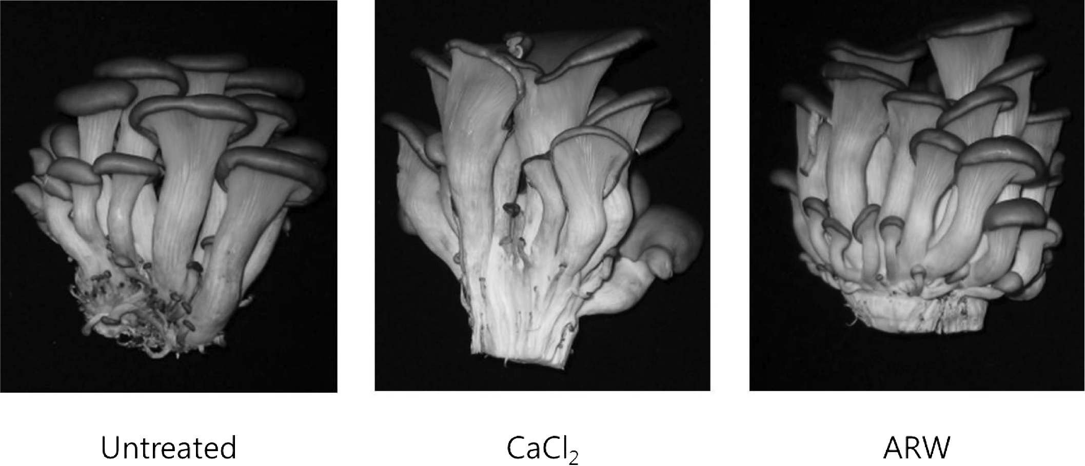 Fig. 2-10. Comparison of oyster mushroom appearance between preharvest treatments