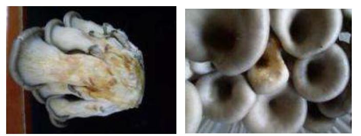 Fig. 2-11. Browning disorder developed on stipe and pileus of oyster mushroom during export simulation