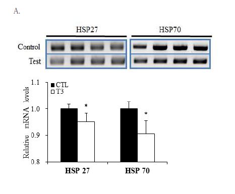 Figure 2-9. Expression levels of both HSP27 and HSP70 were measured in pigs fed normal feed and the fermented feed