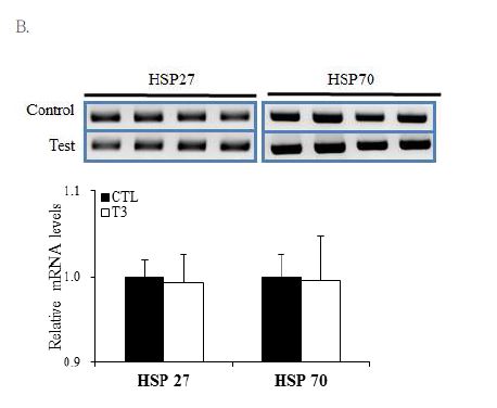 Figure 2-9. Expression levels of both HSP27 and HSP70 were measured in pigs fed normal feed and the fermented feed