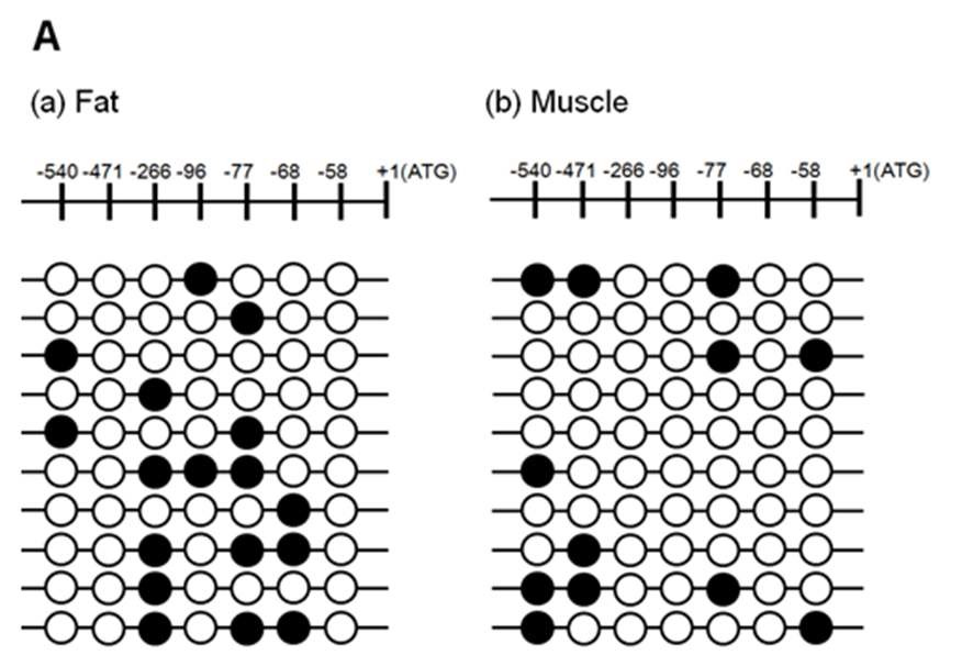 Fig. 2-10. Epigenetic control of SCD expression