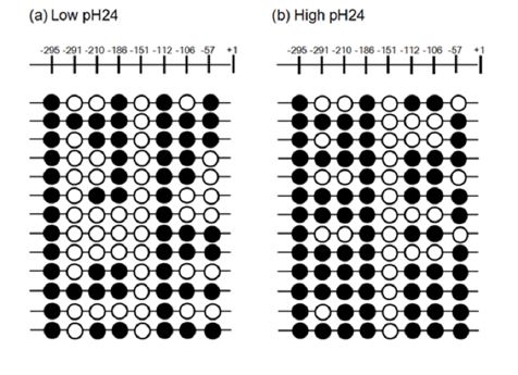 Fig. 2-11. Epigenetic control of PREP expression.