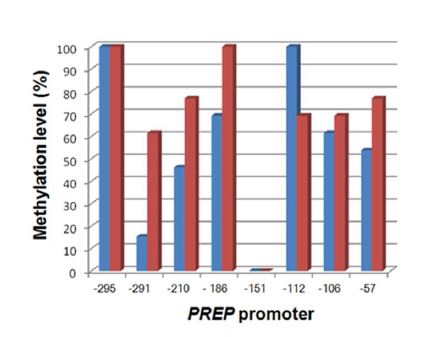 Fig. 2-11. Epigenetic control of PREP expression.