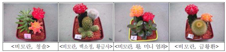 그림 21. 선인장 • 다육식물 모아심기 상품 최종선발