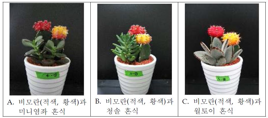 그림 22. 선인장 • 다육식물 모둠심기 신상품